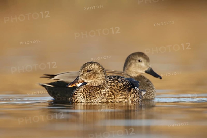 Gadwall (Mareca strepera), Utrecht, Netherlands