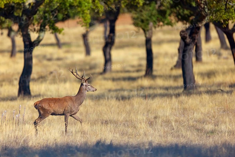 Red deer, (Cervus elaphus), biotope, habitat, forest, one, individual, animals, mammals, lateral, El Millaron Deer Safari, Salorino, Extremadura Caceres, Spain
