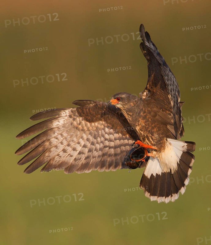 Snail Kite (Rostrhamus sociabilis) male flying, Florida, USA