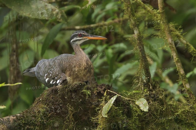 Sunbittern (Eurypyga helias) nesting and feeding chicks along a river in Costa Rica