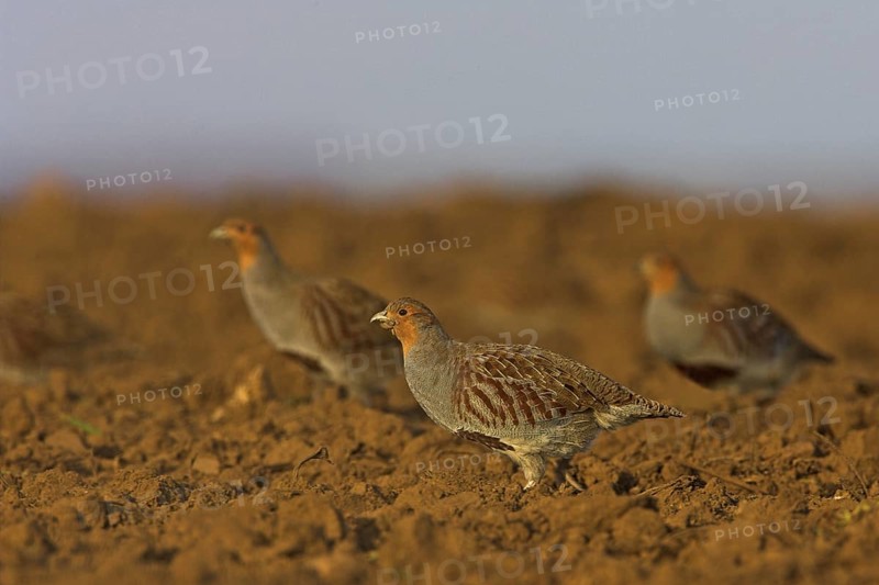 Grey Partridge (Perdix perdix), Rhineland-Palatinate, Germany