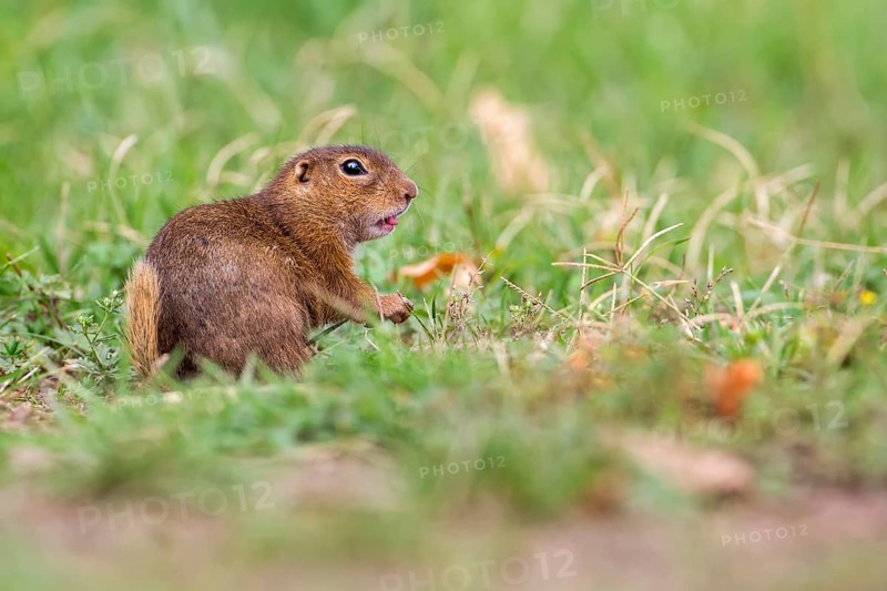 European Ground Squirrel (Spermophilus citellus), Lake Neusiedl, Austria
