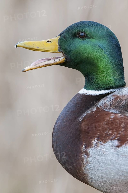 Mallard (Anas platyrhynchos) male calling, Lower Saxony, Germany