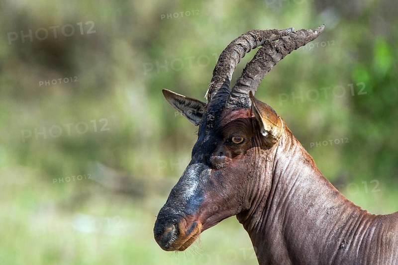 Lyre antelope (Damaliscus lunatus) Topi, portrait, Masai Mara, Kenya
