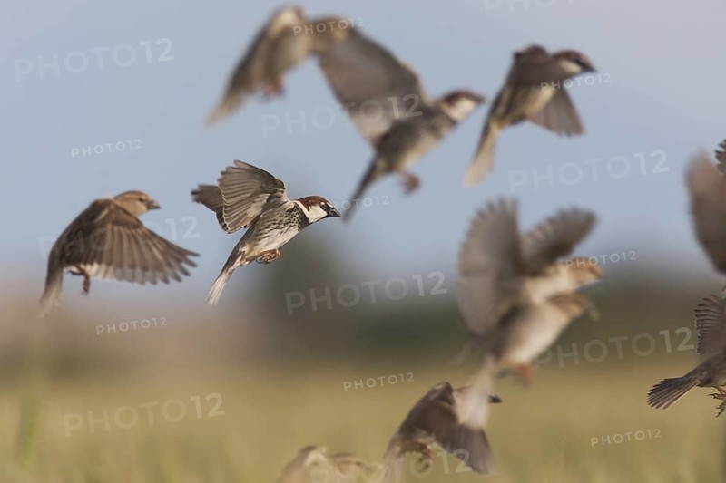 Spanish Sparrow - Weidensperling - Passer hispaniolensis ssp. transcaspicus, Turkey