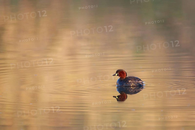 Little Grebe (Tachybaptus ruficollis), Lesvos, Greece