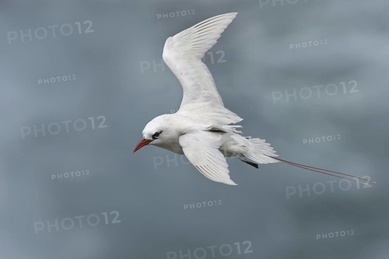 Red-tailed Tropicbird (Phaethon rubricauda), Hawaii, USA