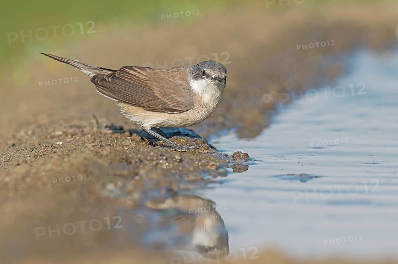 Lesser Whitethroat (Sylvia curruca) at waterhole, Aosta Valley, Italy