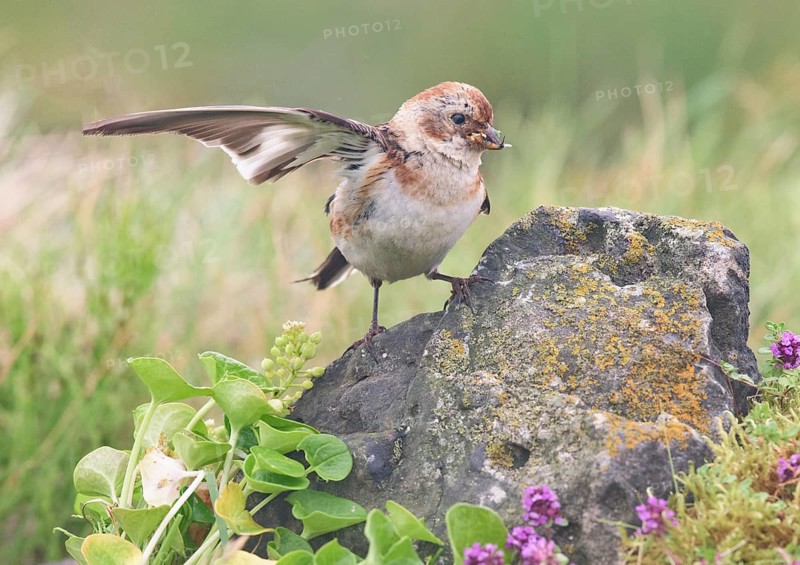 Snow Bunting (Plectrophenax nivalis insulae) female perched on a stone in flowering meadow with food in beak, Iceland