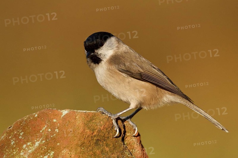 Marsh Tit (Poecile palustris), Rhineland-Palatinate, Germany