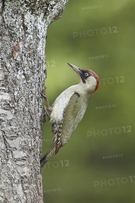 European Green Woodpecker (Picus viridis) female, Rhineland-Palatinate, Germany