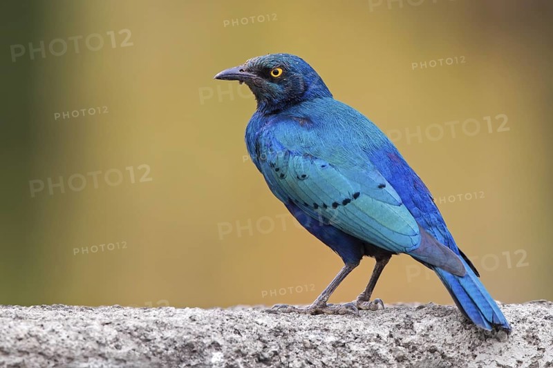 Greater Blue-eared Starling (Lamprotornis chalybaeus), Masai Mara, Kenya