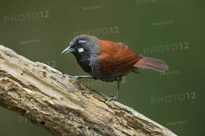 Black-throated Babbler (Stachyris nigricollis) perched on a branch, Pahang, Malaysia