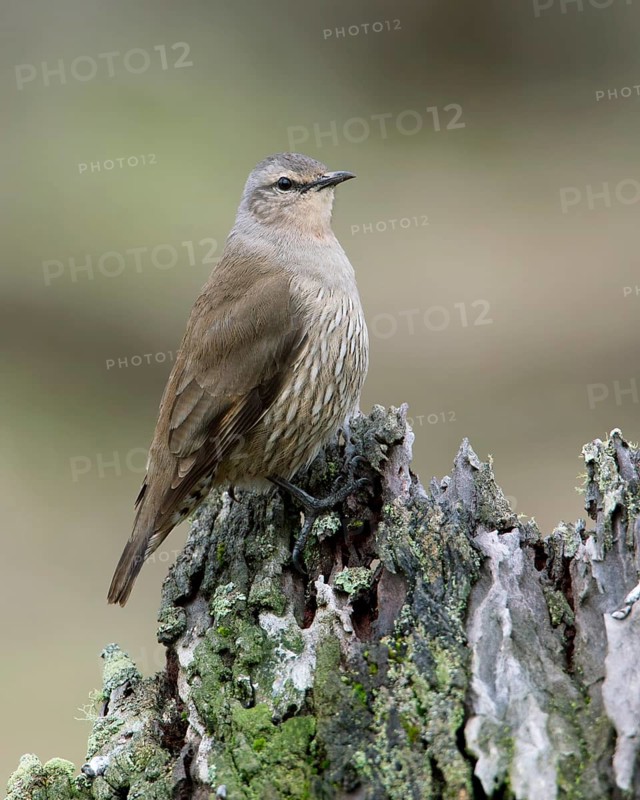 Brown Treecreeper (Climacteris picumnus) female, Victoria, Australia
