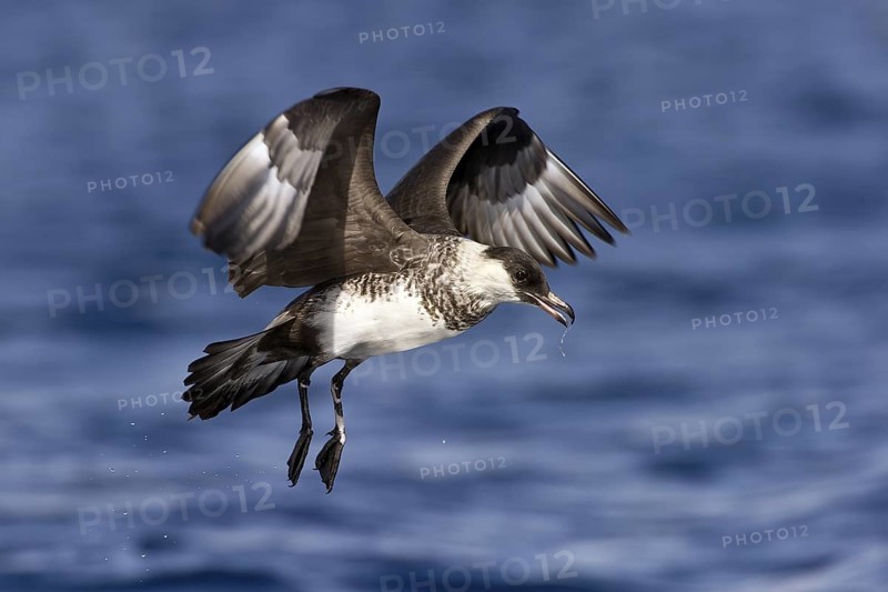 Pomarine Skua (Stercorarius pomarinus) flying, Eilat, Israel