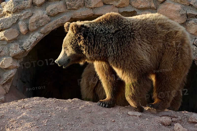 A majestic grizzly bear stands near a rocky cave. The sunlight highlights its thick fur, capturing the essence of its wild sanctuary and wilderness presence
