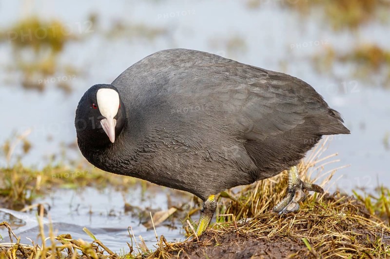 Eurasian Coot (Fulica atra) foraging, Netherlands