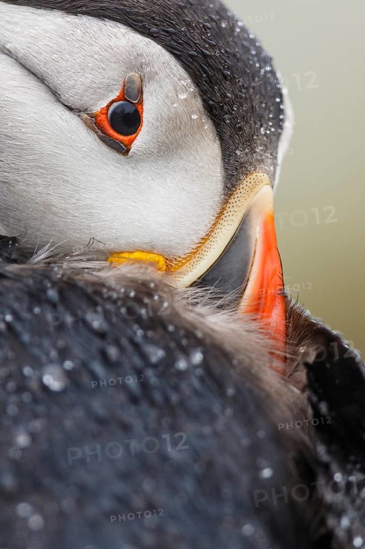 Atlantic Puffin (Fratercula arctica), Wales, United Kingdom