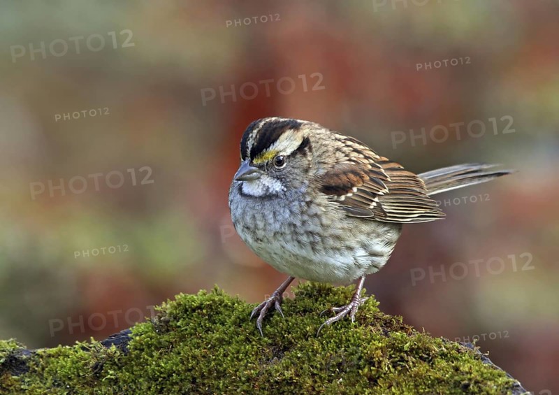 White-throated Sparrow (Zonotrichia albicollis), Saskatchewan, Canada