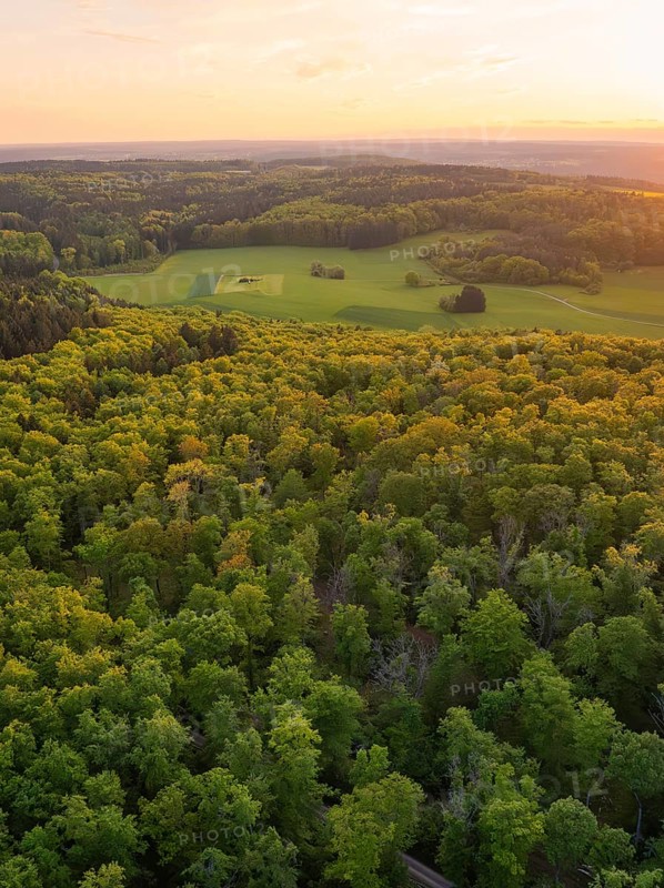 A panorama of an extensive forest at sunset, trees in autumn colours, forest pasture project, compensatory measure for the Hermann Hessebahn, Gechingen, district of Calw, Germany