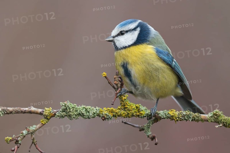Eurasian Blue Tit (Cyanistes caeruleus) perched on a branch, Lower Saxony, Germany