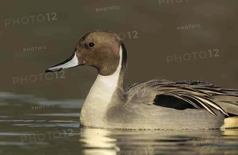 Northern Pintail (Anas acuta) male, British Columbia, Canada
