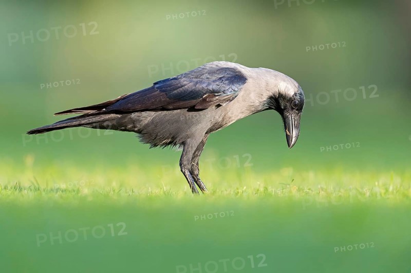 Glossy crow, (Corvus splendens), omnivore, genus of ravens and crows, corvids, Al Qurm Park, Muscat, Oman