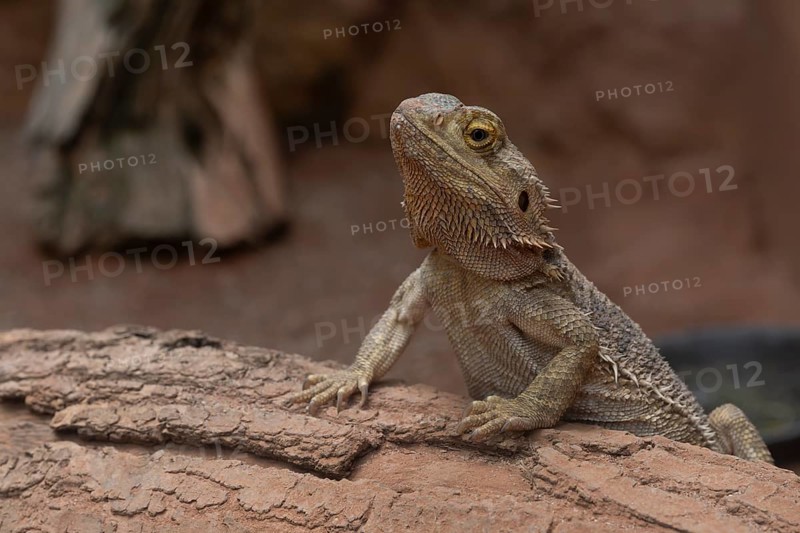 Bearded dragon (Pogona (Amphibolurus) vitticeps), captive, occurrence Australia