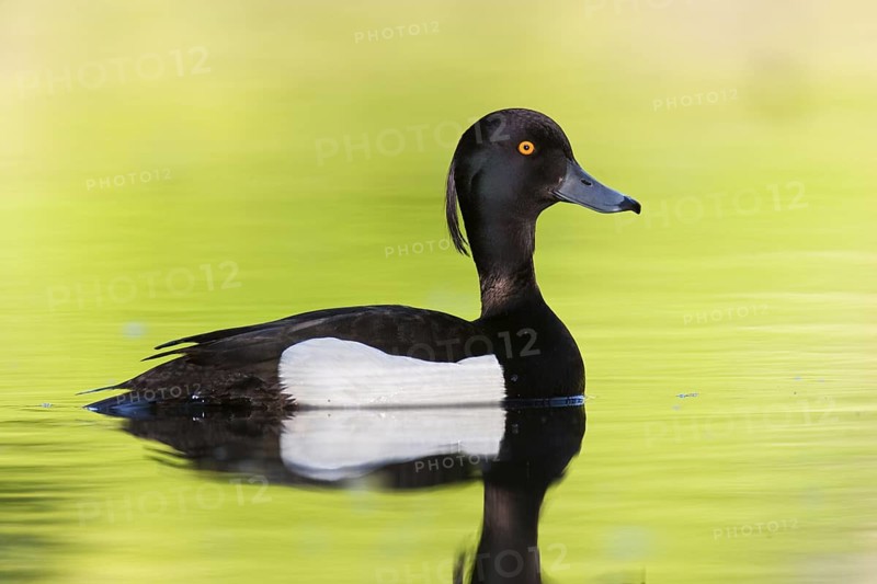 Tufted Duck (Aythya fuligula) male, Brandenburg, Germany