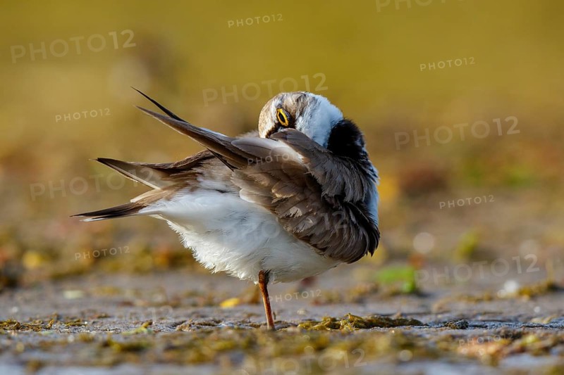 Little Ringed Plover (Charadrius dubius) preening, North Rhine-Westphalia, Germany