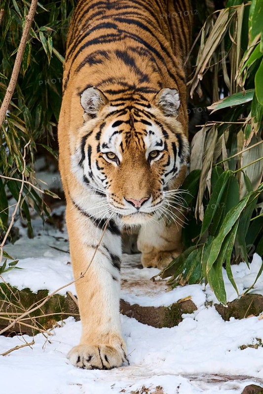Siberian tiger (Panthera tigris altaica) walking through the bushes in winter, captive, Germany