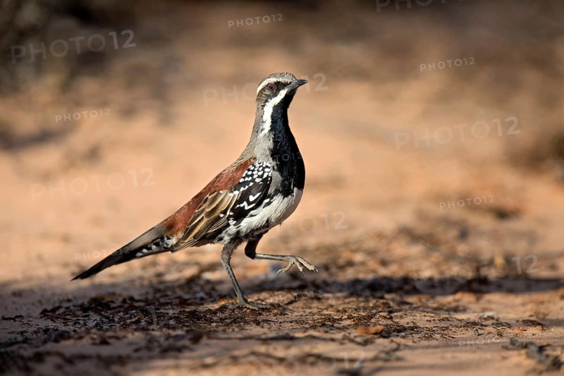 Copperback Quail-thrush (Cinclosoma clarum) male perched on the ground, South Australia, Australia