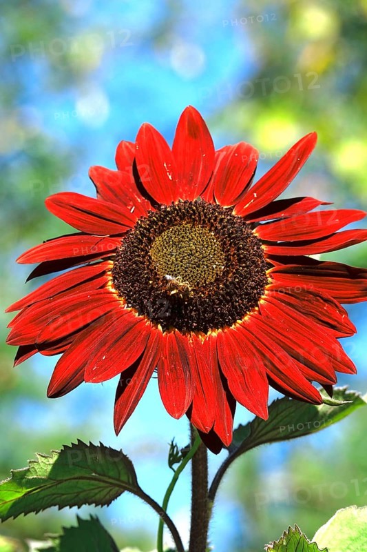 Red sunflower, summer, Germany