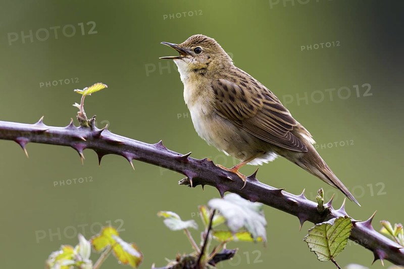 Common Grasshopper Warbler (Locustella naevia) singing, Asturias, Spain