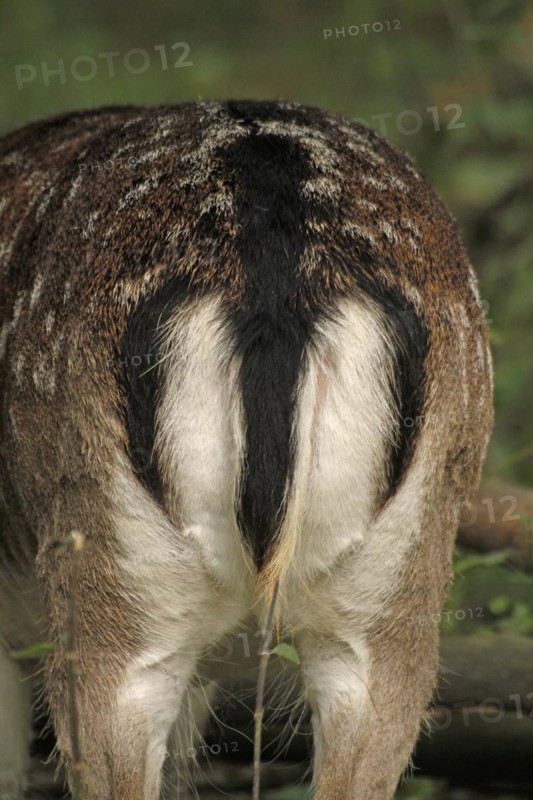 Fallow deer (Dama dama), close-up of the rear view of a stag showing the characteristic coat pattern and tail, Haltern, North Rhine-Westphalia, Germany, Captive