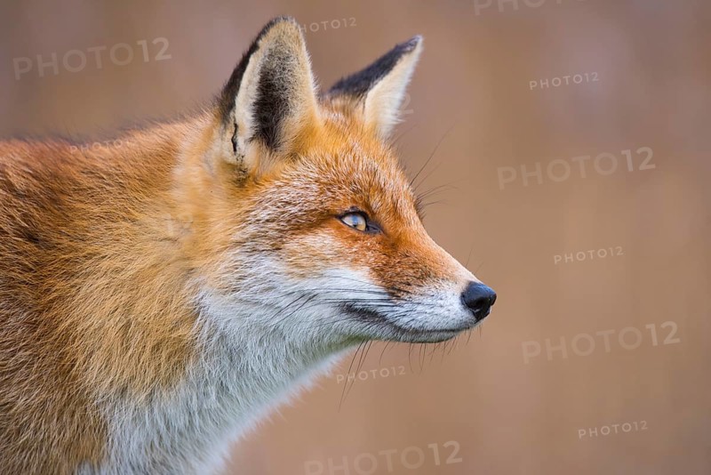 Red Fox (Vulpes vulpes) adult portrait, Netherlands