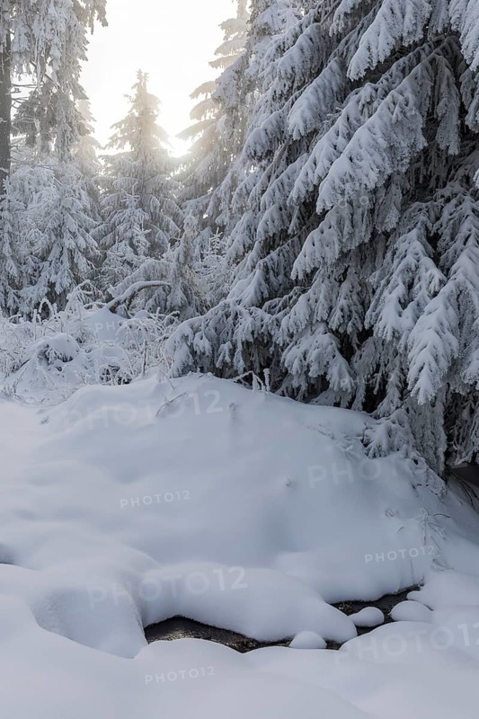 Enchanting winter forest on the Auersberg, Eibenstock, Erzgebirge, Saxony, Germany