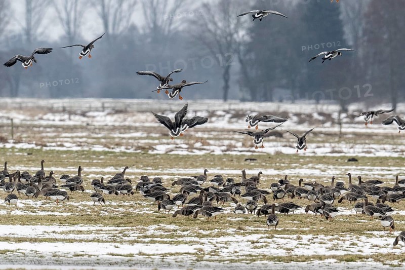 White-fronted geese (Anser albifrons), Lower Saxony, Germany