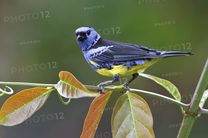 Turquoise Tanager (Tangara mexicana) perched on a branch in Ecuador, South America