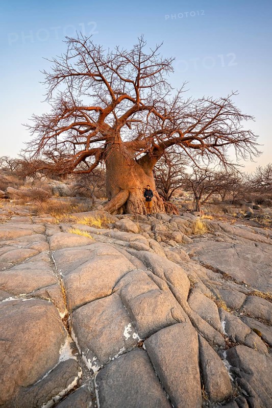 Tourist in front of a large baobab, African baobab or baobab tree (Adansonia digitata), at sunrise, Kubu Island (Lekubu), Sowa Pan, Makgadikgadi salt pans, Botswana