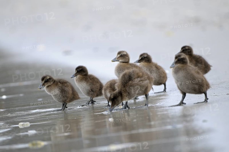 Eiderente (Somateria mollissima), Eider, Jungvoegel am Strand, gehen ins Wasser, Juni, Duene der Insel Helgoland, Schleswig-Holstein, Deutschland