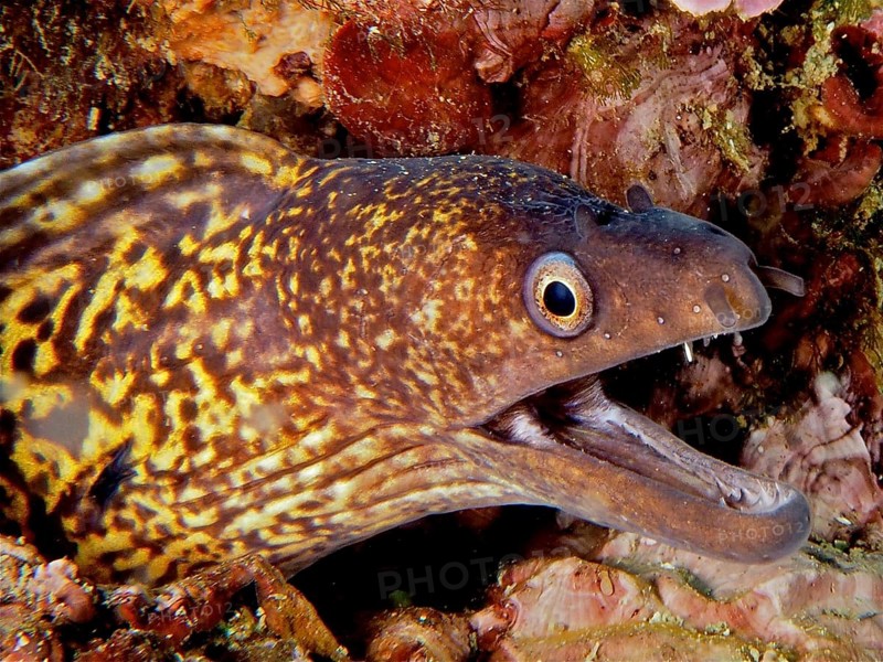 Mediterranean moray eel (Muraena helena)