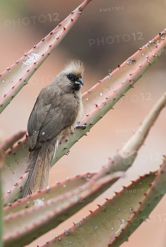 Speckled Mousebird (Colius striatus), Uganda