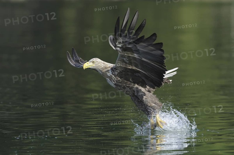White-tailed Eagle (Haliaeetus albicilla), Mecklenburg-Western Pomerania, Germany