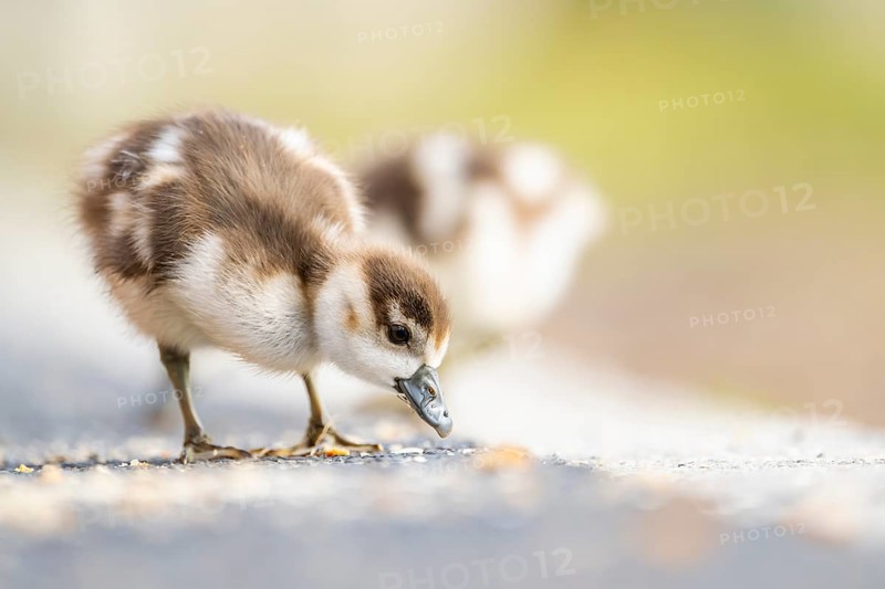 Egyptian goose (Alopochen aegyptiaca) cute chicks on a meadow at the shore of a lake, Bavaria, Germany
