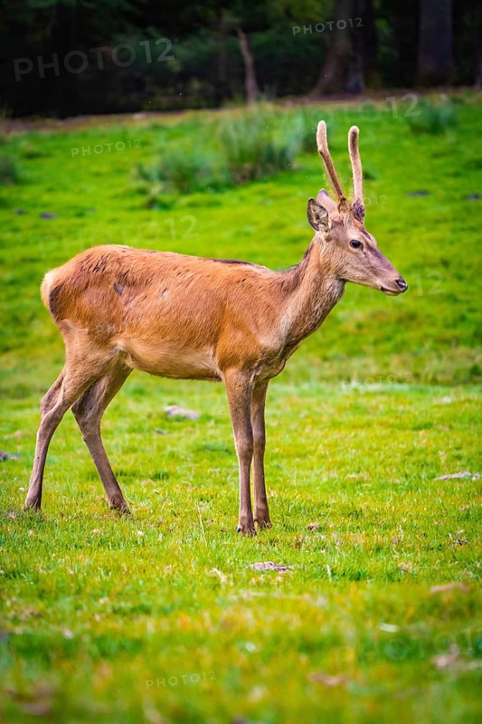 Roe deer in a meadow, Black Forest, Enzklösterle, Germany