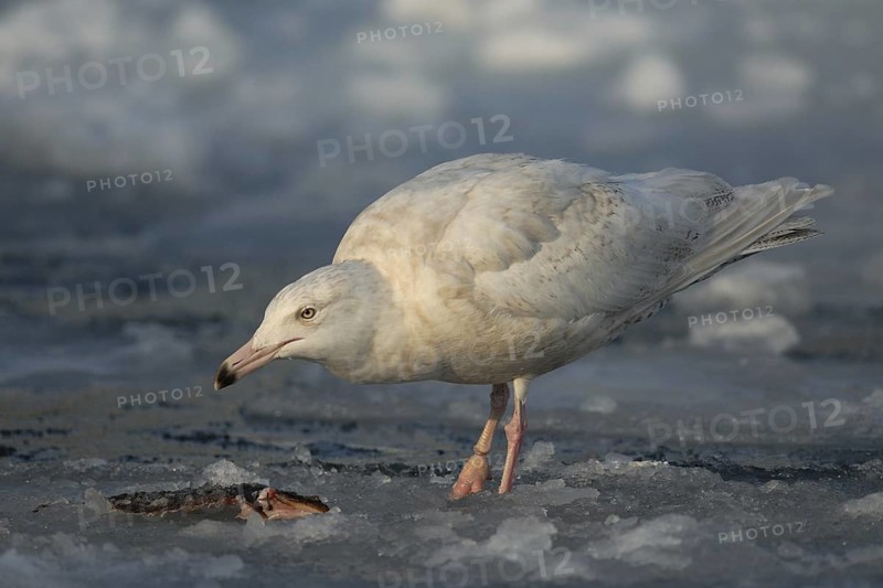 Glaucous Gull (Larus hyperboreus), Hokkaido, Japan