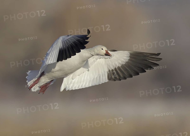 Snow Goose (Anser caerulescens) flying, New Mexico, USA