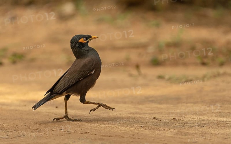 Common Myna (Acridotheres tristis) oder Hirtenmaina am Regenwald von Sri Lanka