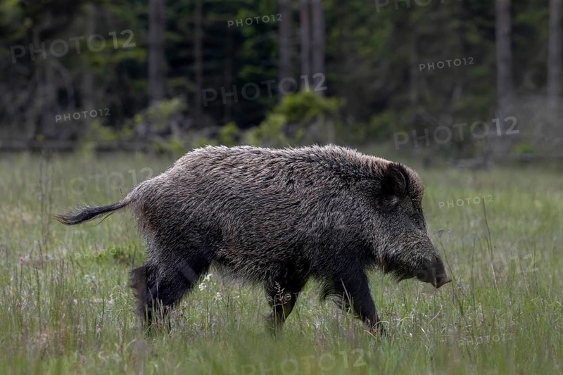 The boar is followed a few minutes later by a well-fed wild boar boar (Sus scrofa), which I always observe near of the Bassen over the next few days, May, Denmark